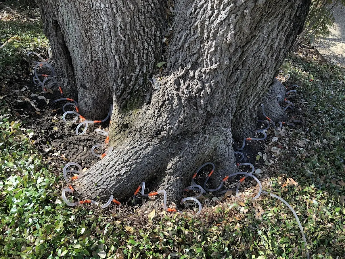 Detailed Tree Cabling and Bracing job site in South Lake Tahoe
