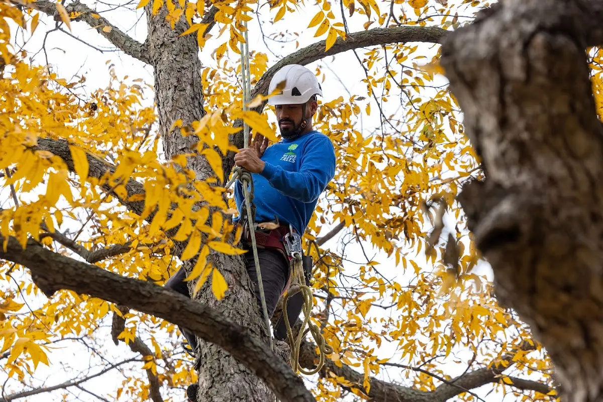 Skilled Tree Planing crew working in South Lake Tahoe