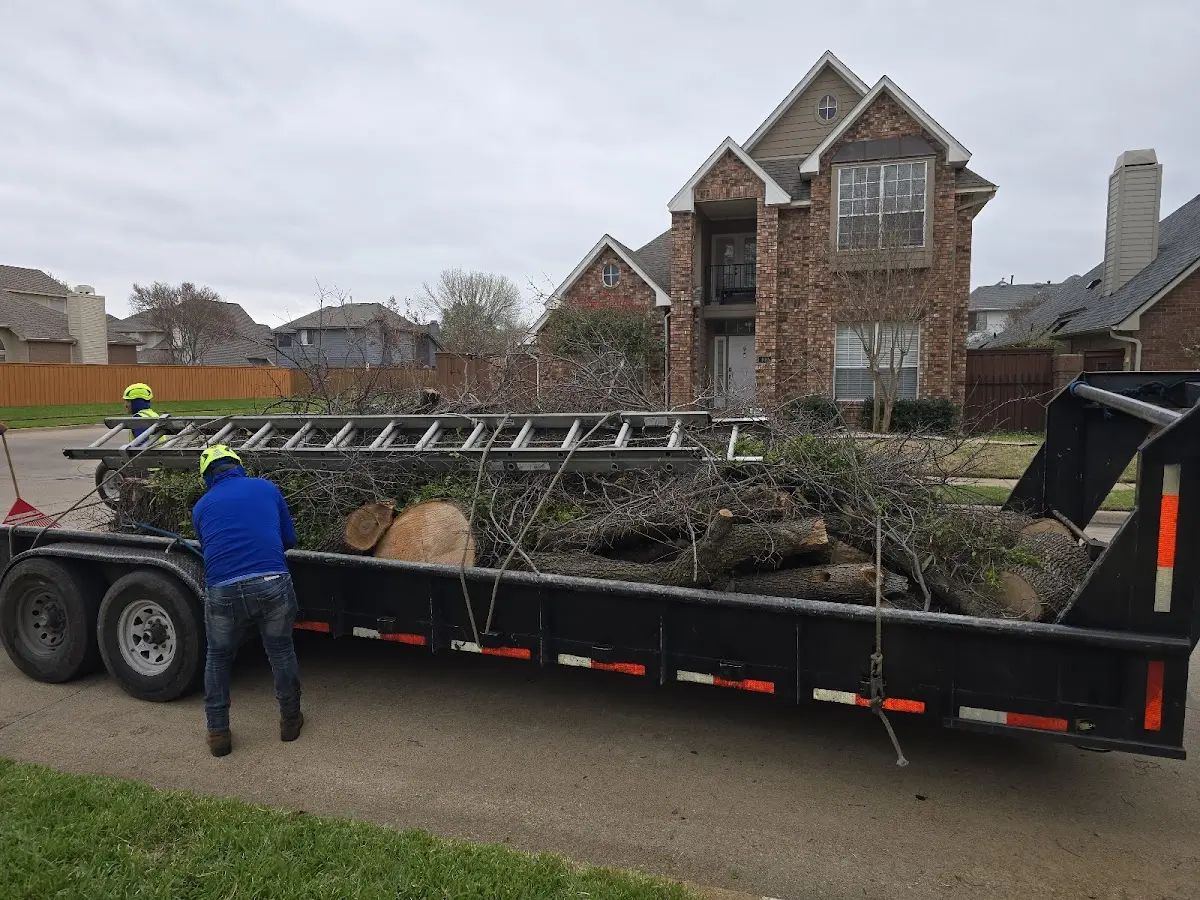 Expert Tree Pest Control with proper safety equipment in South Lake Tahoe